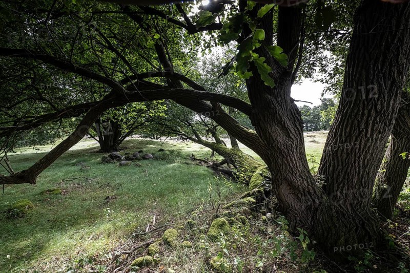 Mansenberge barrow cemetery, woodland with old English oaks (Quercus robur), Emsland, Lower Saxony, Germany