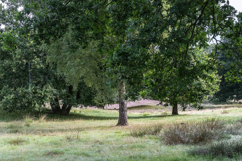 Mansenberge barrow cemetery, woodland with old English oaks (Quercus robur), Emsland, Lower Saxony, Germany