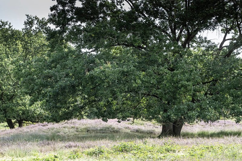 Mansenberge barrow cemetery, woodland with old English oaks (Quercus robur), Emsland, Lower Saxony, Germany