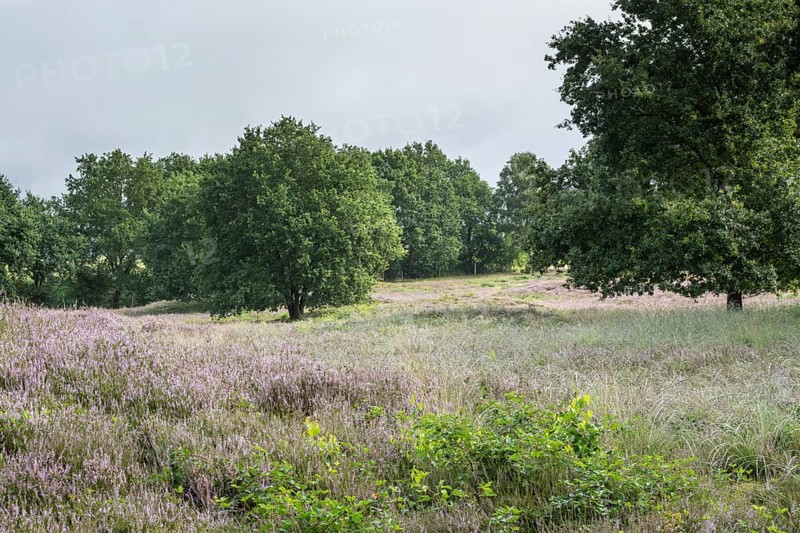 Mansenberge barrow cemetery, woodland with old English oaks (Quercus robur), Emsland, Lower Saxony, Germany
