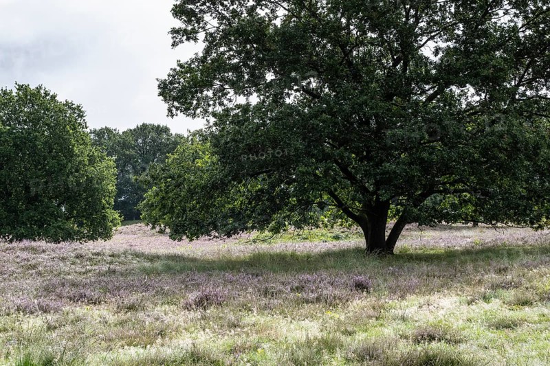 Mansenberge barrow cemetery, woodland with old English oaks (Quercus robur), Emsland, Lower Saxony, Germany