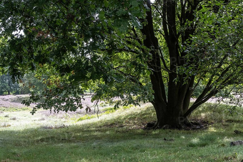 Mansenberge barrow cemetery, woodland with old English oaks (Quercus robur), Emsland, Lower Saxony, Germany