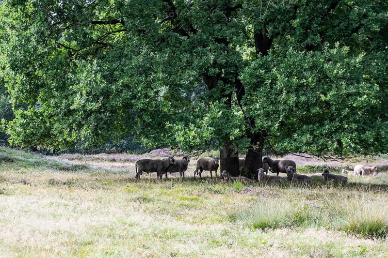 Bentheimer Landschafe (Ovis gmelini) in the burial mound Mansenberge, woodland with old English oaks (Quercus robur), Emsland, Lower Saxony, Germany