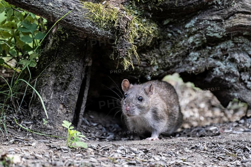 Norway rat (Rattus norvegicus), Emsland, Lower Saxony, Germany