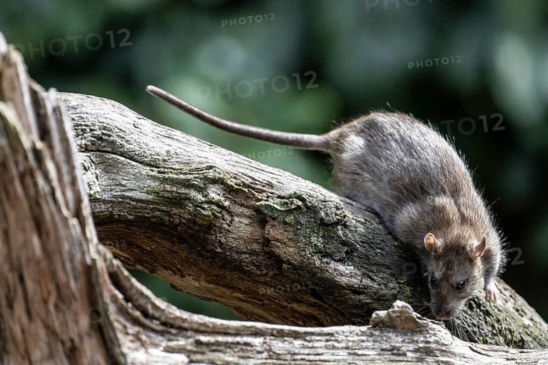 Norway rat (Rattus norvegicus), Emsland, Lower Saxony, Germany