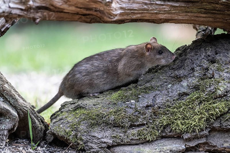 Norway rat (Rattus norvegicus), Emsland, Lower Saxony, Germany