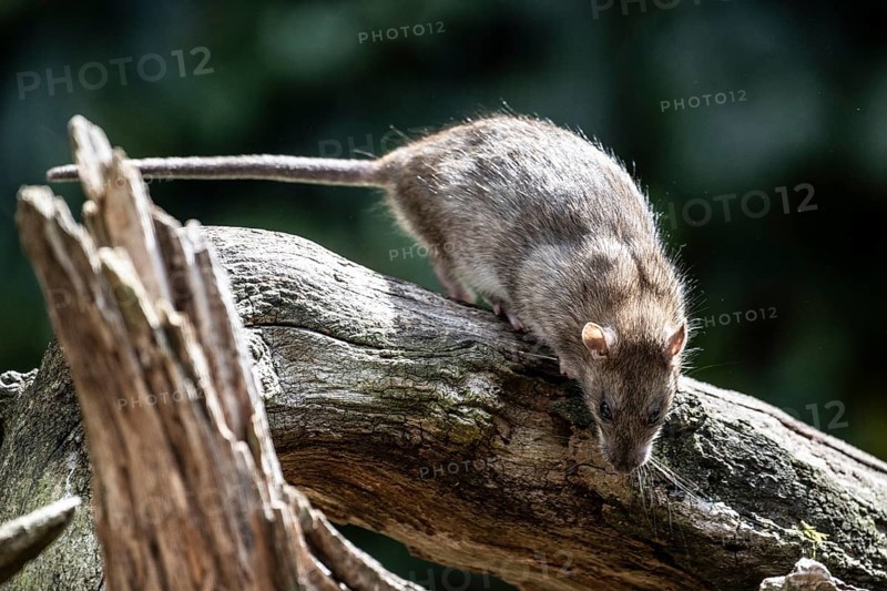Norway rat (Rattus norvegicus), Emsland, Lower Saxony, Germany