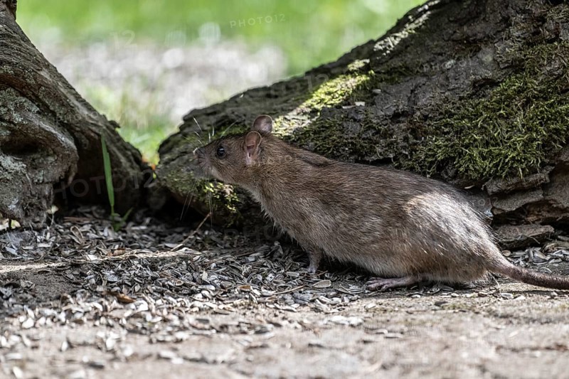Norway rat (Rattus norvegicus), Emsland, Lower Saxony, Germany