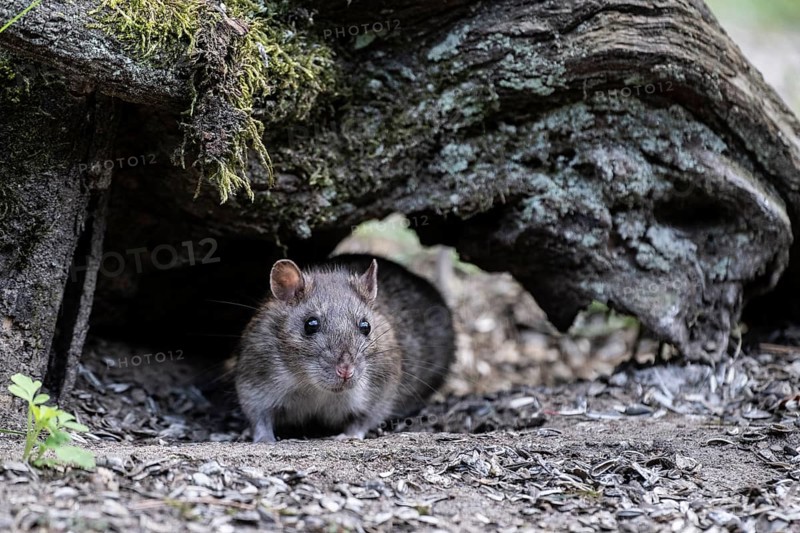Norway rat (Rattus norvegicus), Emsland, Lower Saxony, Germany