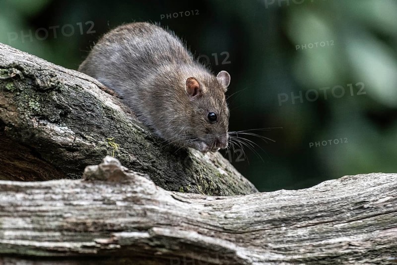 Norway rat (Rattus norvegicus), Emsland, Lower Saxony, Germany