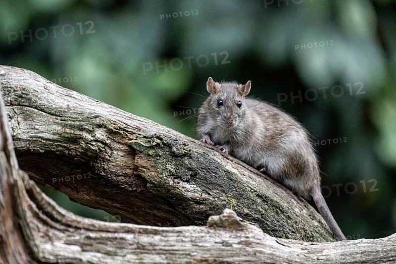 Norway rat (Rattus norvegicus), Emsland, Lower Saxony, Germany