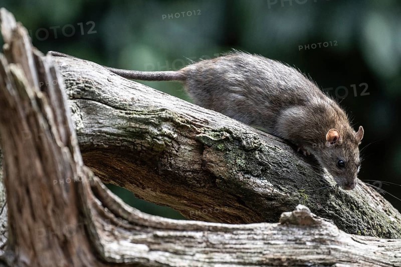 Norway rat (Rattus norvegicus), Emsland, Lower Saxony, Germany
