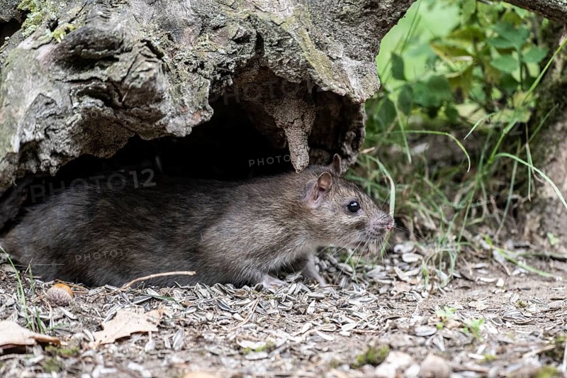 Norway rat (Rattus norvegicus), Emsland, Lower Saxony, Germany