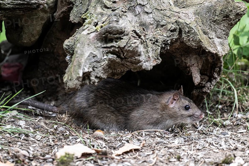 Norway rat (Rattus norvegicus), Emsland, Lower Saxony, Germany