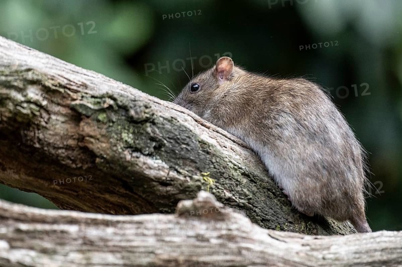 Norway rat (Rattus norvegicus), Emsland, Lower Saxony, Germany