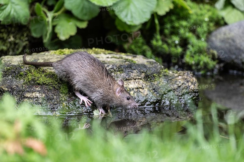 Norway rat (Rattus norvegicus), Emsland, Lower Saxony, Germany