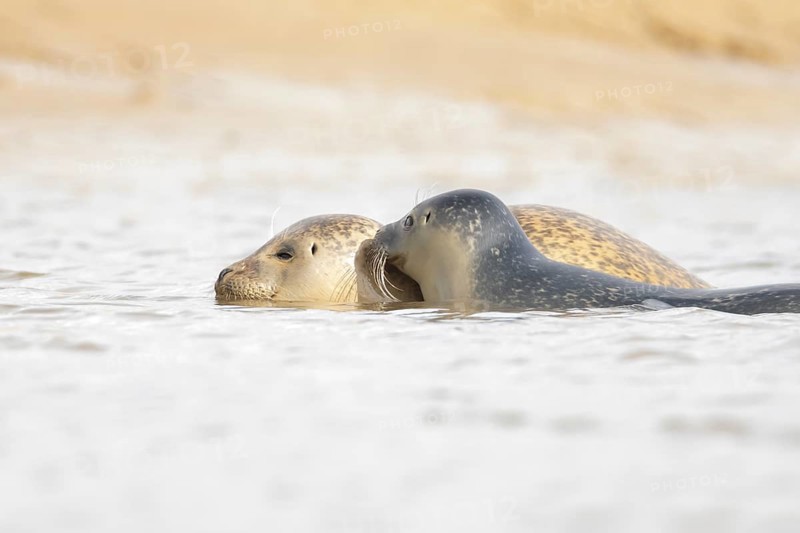 Common seal (Phoca vitulina) adult mother animal and juvenile baby pup in the sea, Norfolk, England, United Kingdom