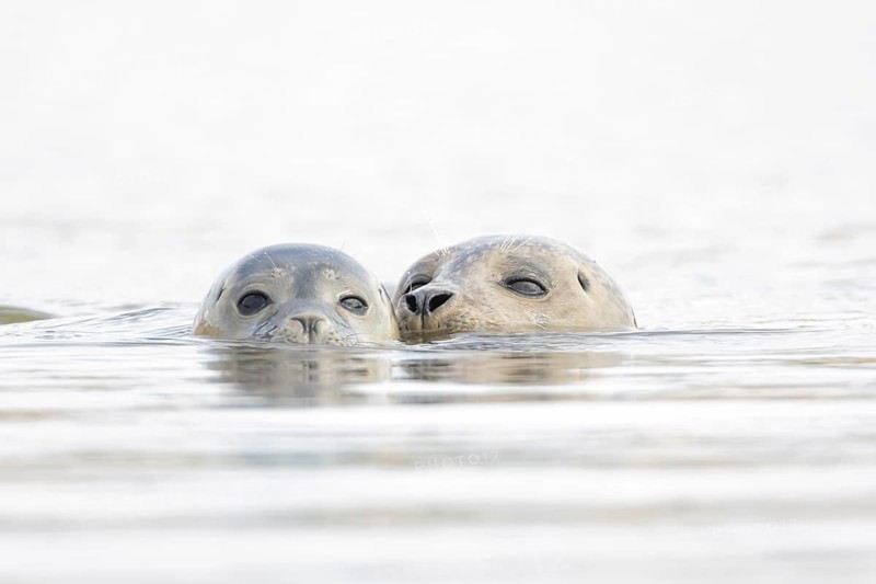 Common seal (Phoca vitulina) adult mother animal and juvenile baby pup in the sea, Norfolk, England, United Kingdom