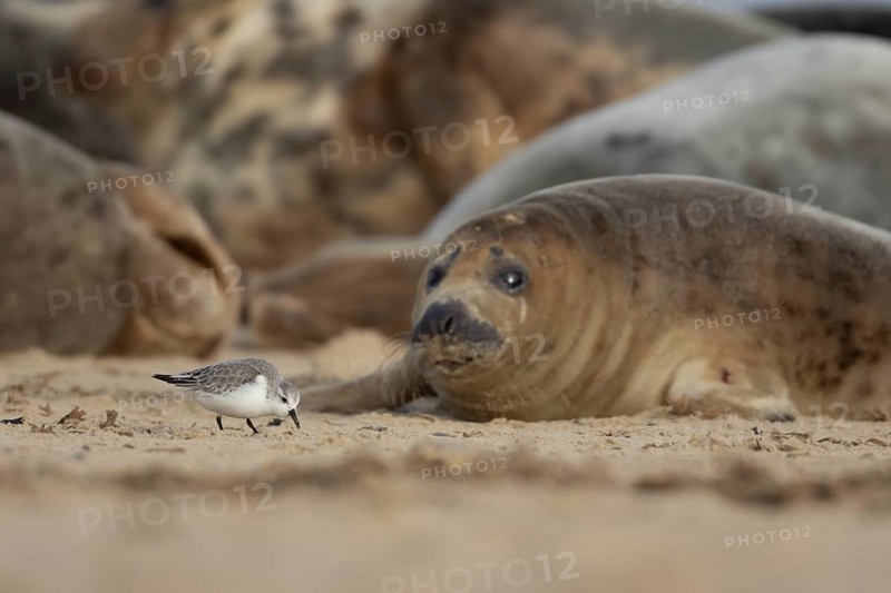 Grey seal (Halichoerus grypus) adult animal resting on a beach birdwatching as a Sanderling wading bird feeds, Norfolk, England, United Kingdom