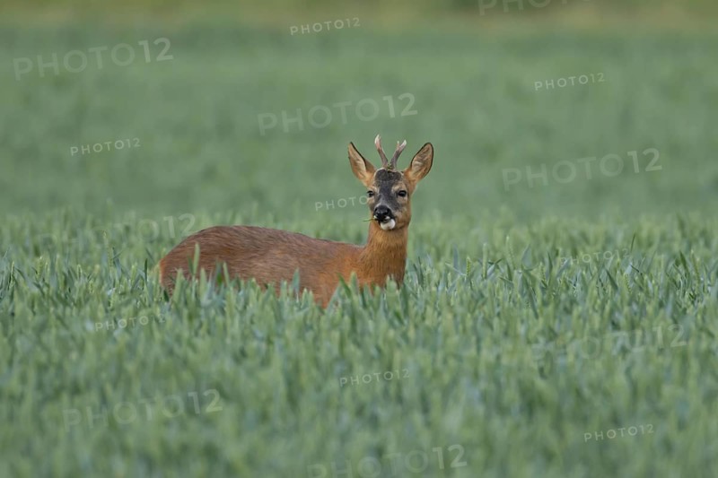 Roe deer (Capreolus capreolus) adult male buck animal feeding in a farmland wheat field in summer, England, United Kingdom