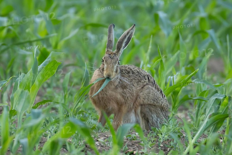 European brown hare (Lepus europaeus) adult animal feeding in a farmland maize field in summer, England, United Kingdom