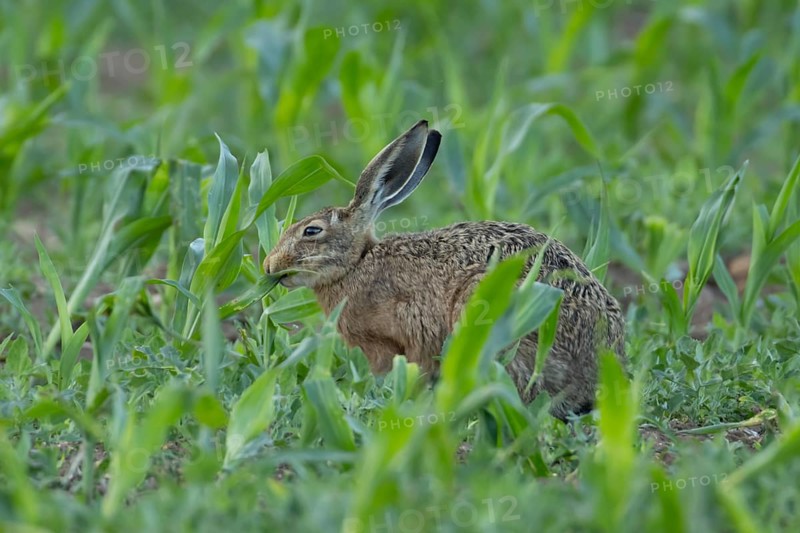 European brown hare (Lepus europaeus) adult animal feeding in a farmland maize field in summer, England, United Kingdom