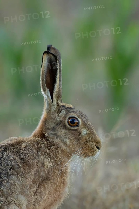 European brown hare (Lepus europaeus) head portrait adult animal in a farmland stubble field in summer, England, United Kingdom