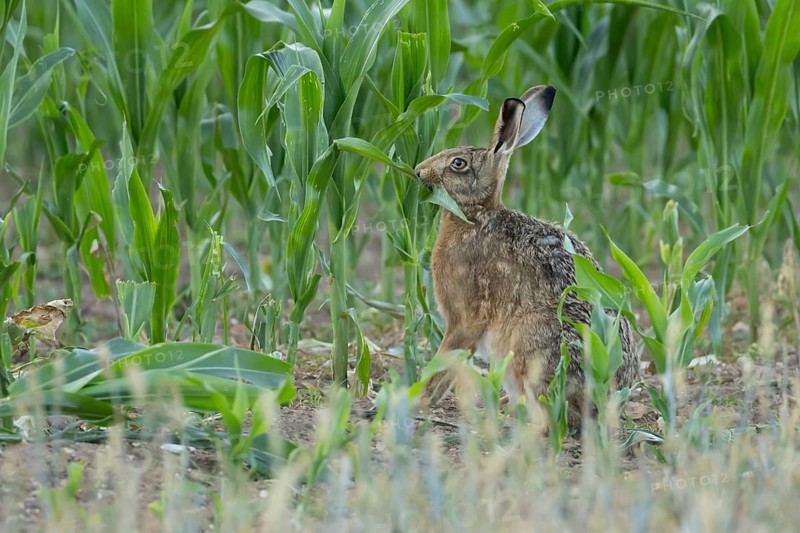 European brown hare (Lepus europaeus) adult animal feeding in a farmland maize field in summer, England, United Kingdom
