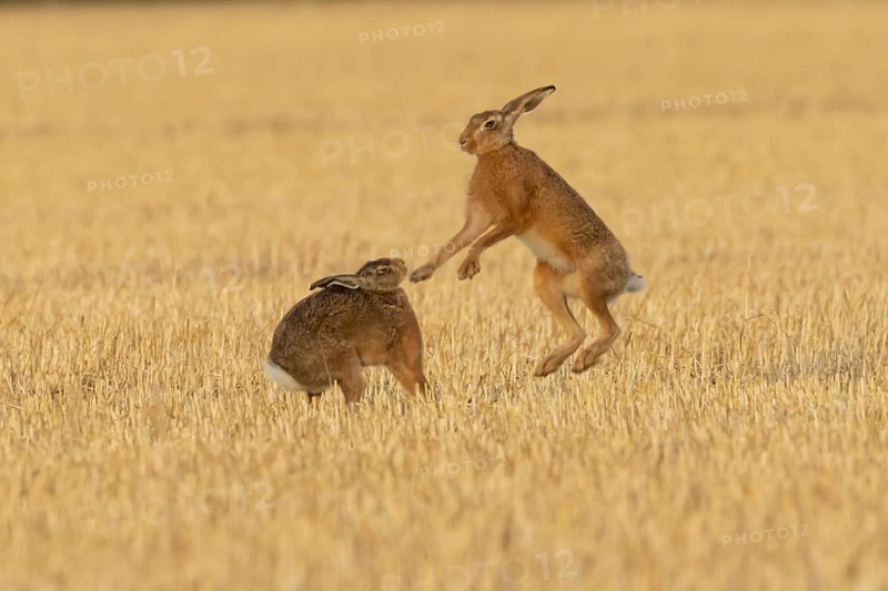 European brown hare (Lepus europaeus) two hares adult animals boxing in a farmland stubble field in summer, England, United Kingdom