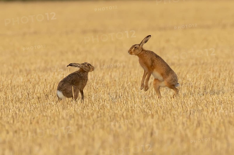 European brown hare (Lepus europaeus) two hares adult animals boxing in a farmland stubble field in summer, England, United Kingdom