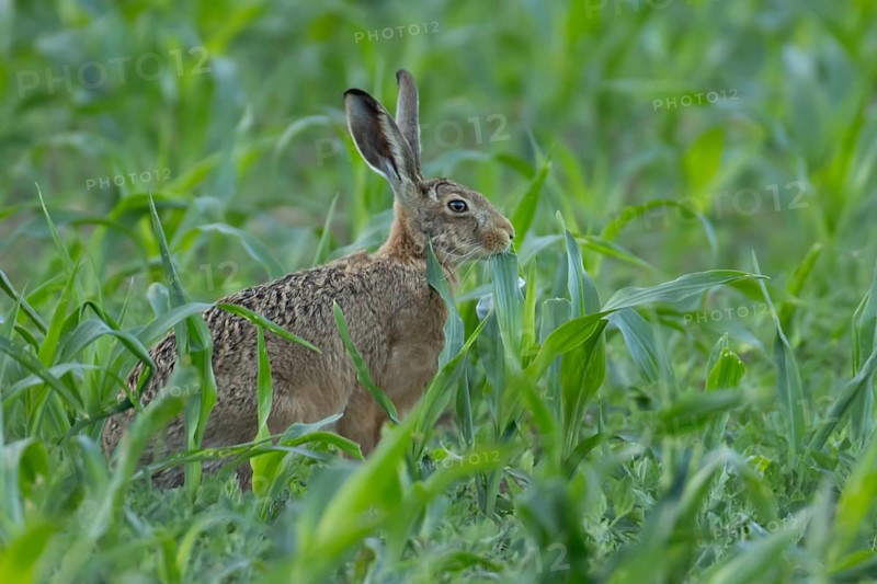 European brown hare (Lepus europaeus) adult animal feeding in a farmland maize field in summer, England, United Kingdom