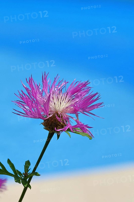 Meadow knapweed or common knapweed (Centaurea jacea), flower, Wilnsdorf, North Rhine-Westphalia, Germany