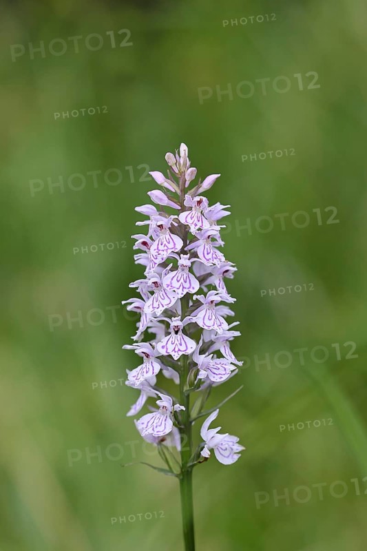Moorland spotted orchid (Dactylorhiza maculata), inflorescence, close-up, Wilnsdorf, North Rhine-Westphalia, Germany