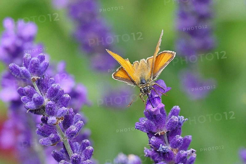 Large skipper (Ochlodes venatus), collecting nectar from a flower of Common lavender (Lavandula angustifolia), close-up, macro photograph, Wilnsdorf, North Rhine-Westphalia, Germany