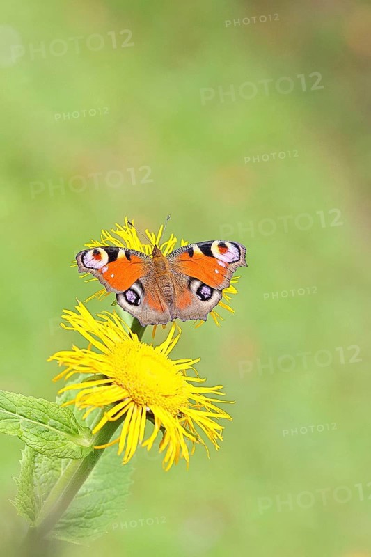 Peacock butterfly (Aglais io), on a yellow flower of a Great Telekie (Telekia speciosa), Wilnsdorf, North Rhine-Westphalia, Germany