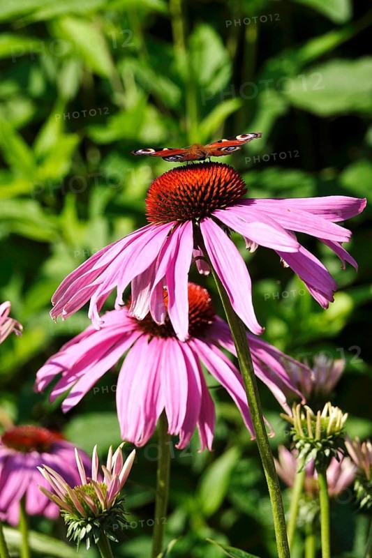 Peacock butterfly on a coneflower, July, Germany