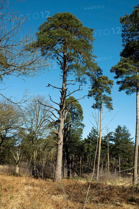 Scots pine (Pinus sylvestris), tree at the edge of a forest, North Rhine-Westphalia, Germany