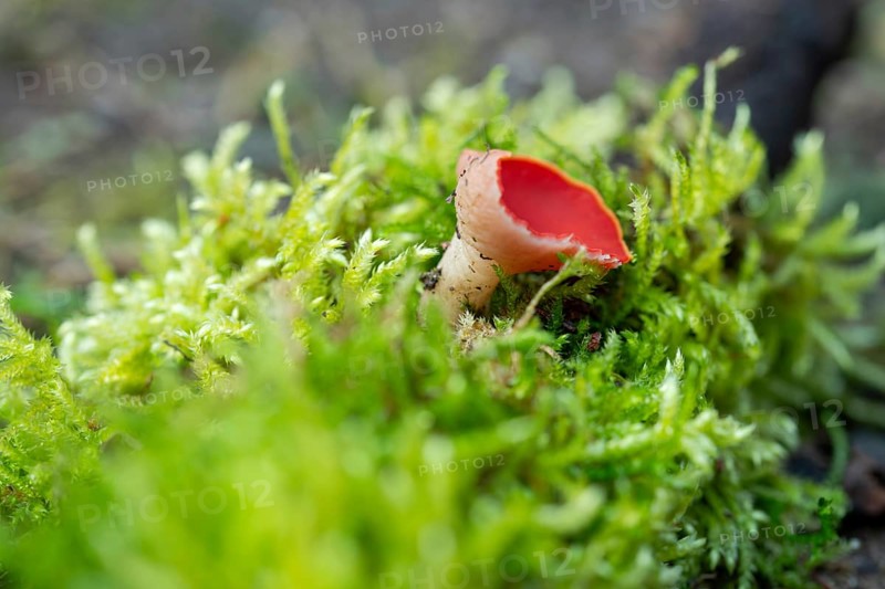 Scarlet elf cup (Sarcoscypha coccinea), fruiting body among moss on dead wood, North Rhine-Westphalia, Germany