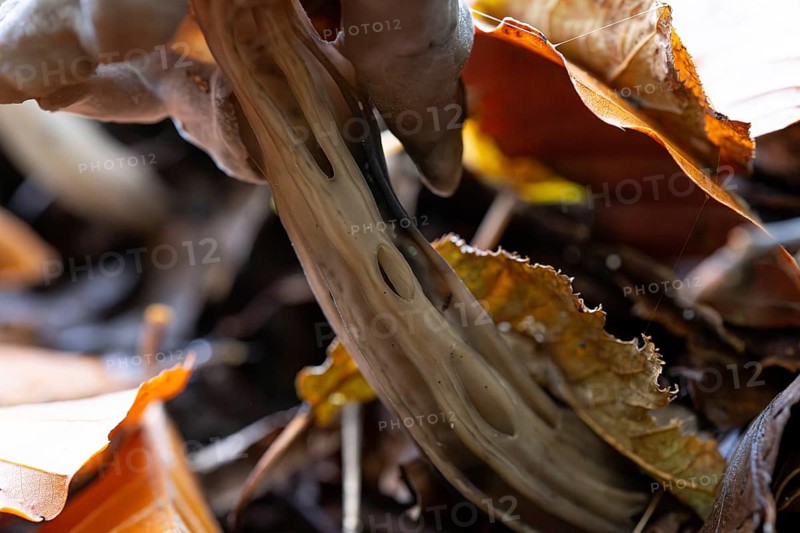Pit lobelia (Helvella lacunosa), ribbed stalk in close-up, North Rhine-Westphalia, Germany