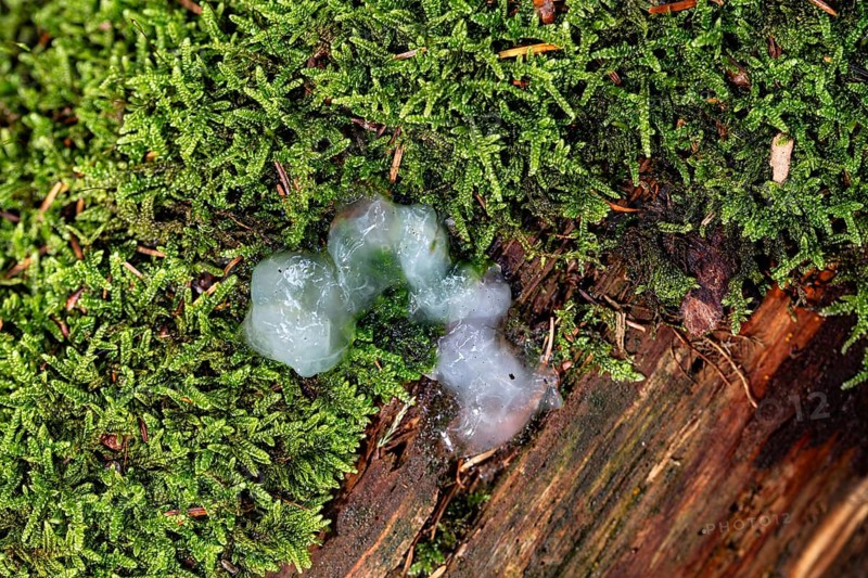 Slime mould (Mycetozoa), Sternenrotz, Sternrotz, North Rhine-Westphalia, Germany