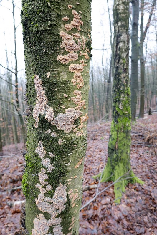 Radiating phlebia (Phlebia radiata), many fruiting bodies on tree trunk, North Rhine-Westphalia, Germany