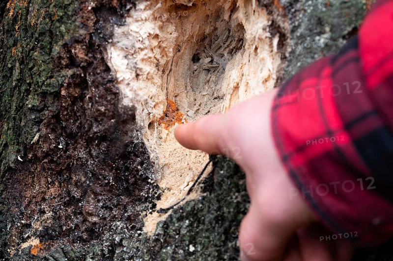 Radiating phlebia (Phlebia radiata), finger points to fruiting body on traces of woodpecker on tree, North Rhine-Westphalia, Germany