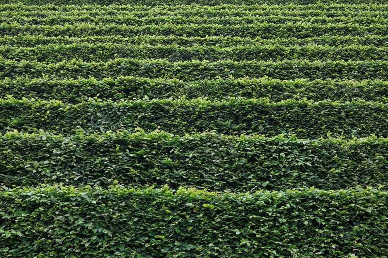 Green hedges staggered as background, North Rhine-Westphalia, Germany