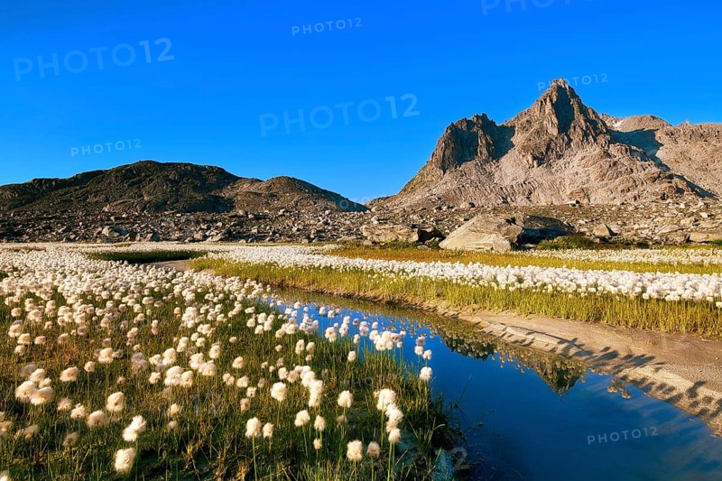 Small stream lined with flowering cotton grass (Eriophorum) in the Furka region, Urseren Valley, Canton Uri, Switzerland