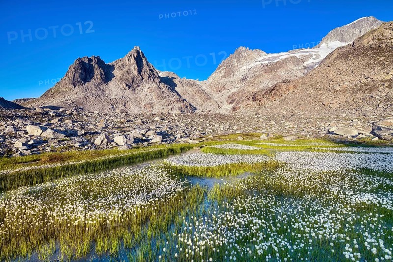 Flowering cotton grass (Eriophorum) in the Furka region, Urseren Valley, Canton Uri, Switzerland