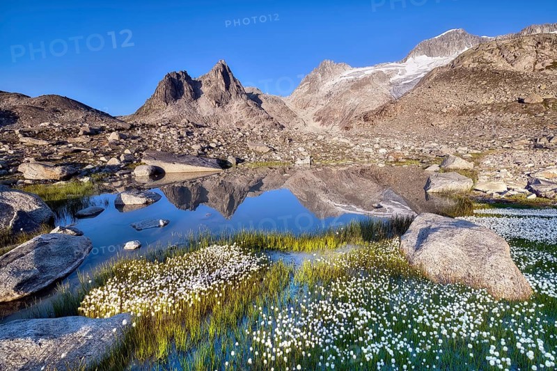 Mountains reflected in a mountain lake in the Furka region, flowering cotton grass (Eriophorum), Urseren Valley, Canton Uri, Switzerland