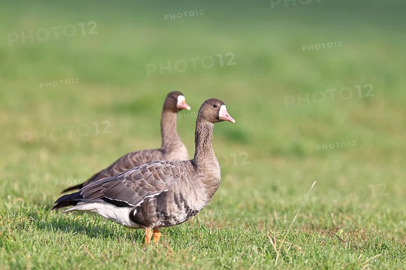 White-fronted geese (Anser albifrons), standing in a meadow in the wintering area, pair of animals, wildlife, Bislicher Insel nature reserve, Xanten, Lower Rhine, North Rhine-Westphalia, Germany