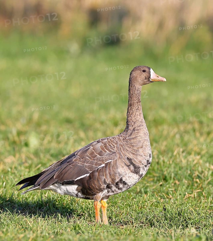 White-fronted goose (Anser albifrons), standing in a meadow in the wintering area, wildlife, Bislicher Insel nature reserve, Xanten, Lower Rhine, North Rhine-Westphalia, Germany