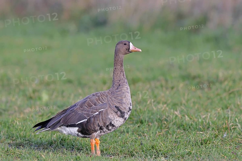White-fronted goose (Anser albifrons), standing in a meadow in the wintering area, wildlife, Bislicher Insel nature reserve, Xanten, Lower Rhine, North Rhine-Westphalia, Germany