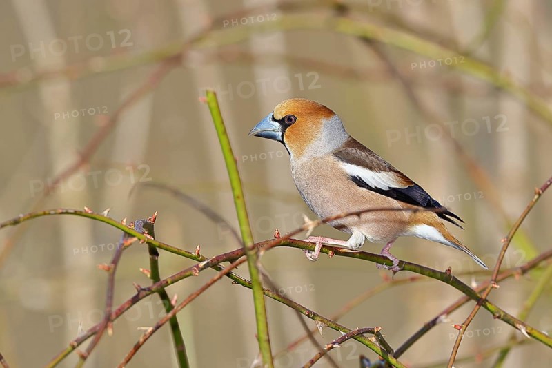 Hawfinch (Coccothraustes coccothraustes), male, sitting in a thorn bush, wildlife, colourful plumage, animals, finches, birds, Wilnsdorf, North Rhine-Westphalia, Germany